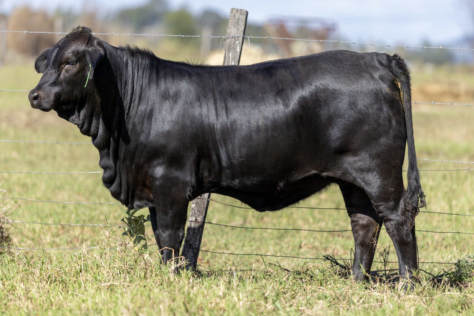 Lot 24 - Elara Tracey 6th
