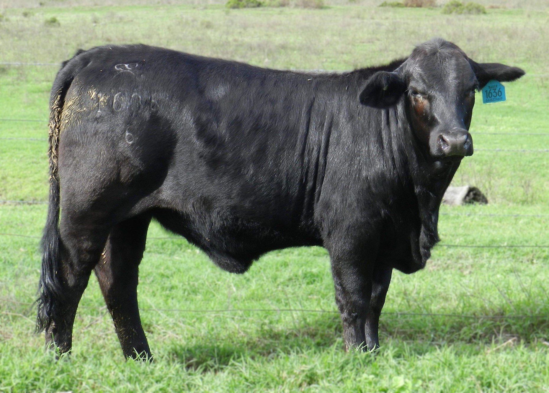 Lot 25A - Elara Bethany