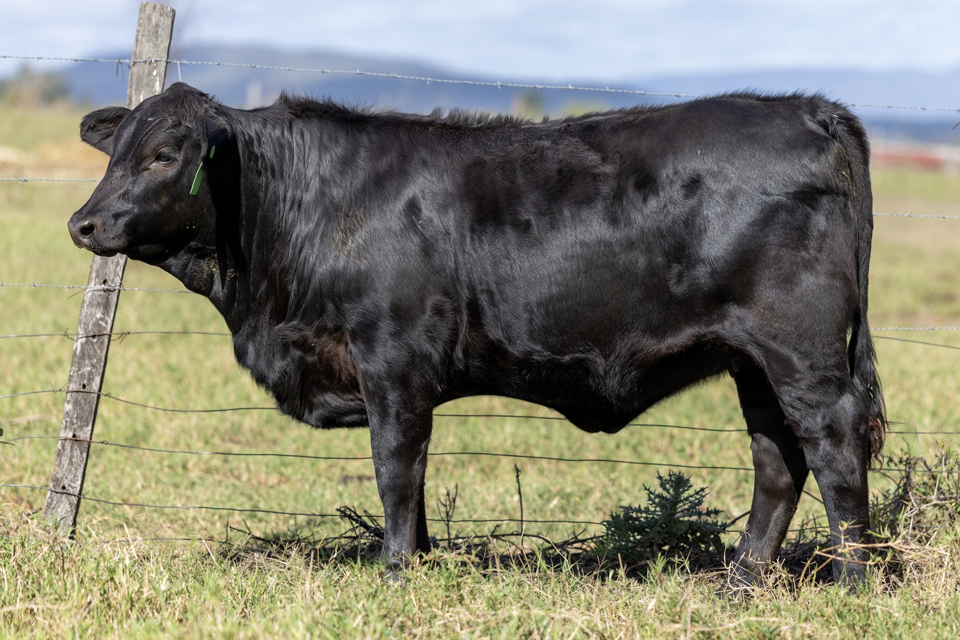 Lot 27 - Elara Livinia